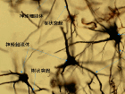 Нейроны 711x556 200kb